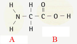 aminosyrer.jpg
